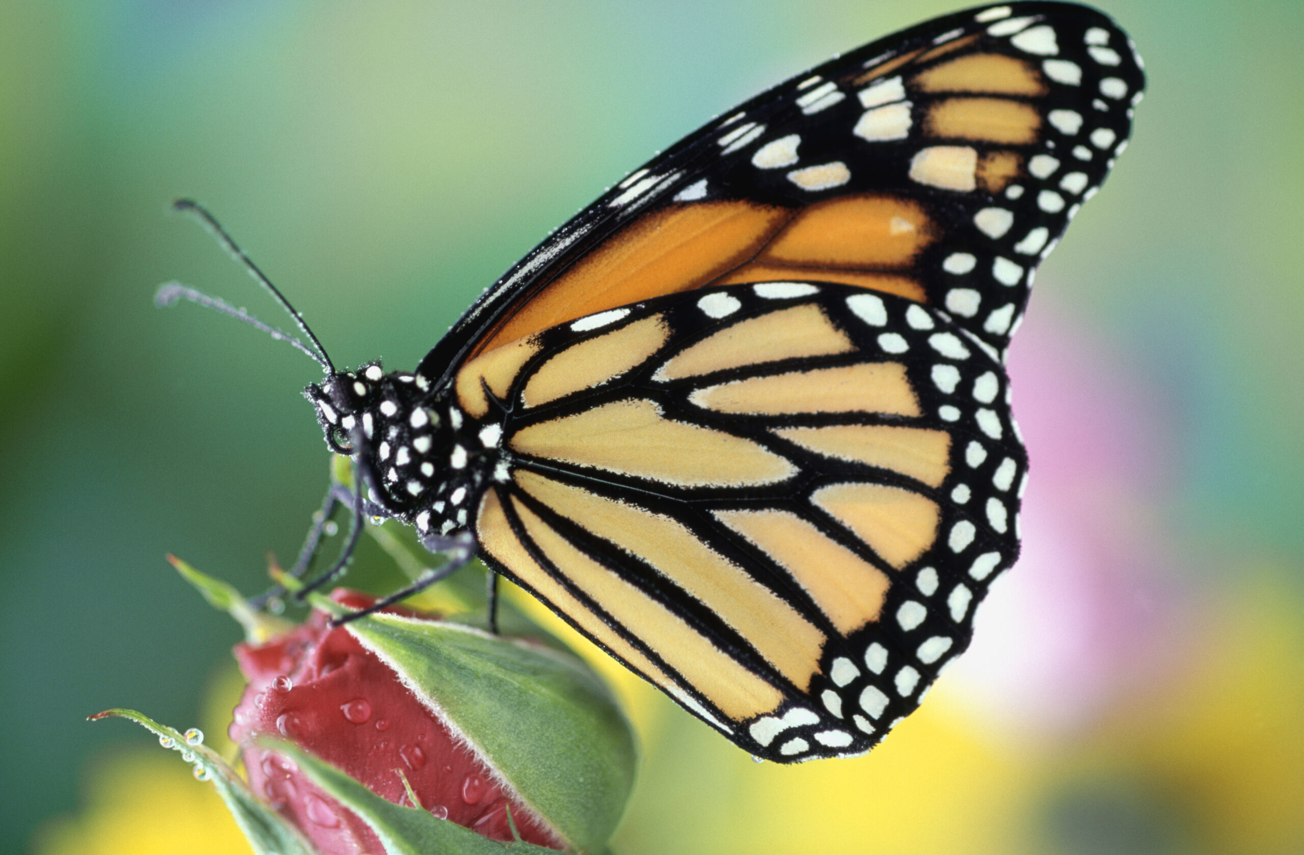 why-are-monarch-butterflies-endangered-celeb-99