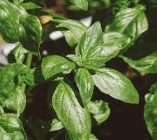 5 Herbs That Will Improve Your Health