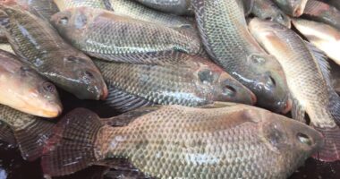 Is Tilapia Good For Your Health?