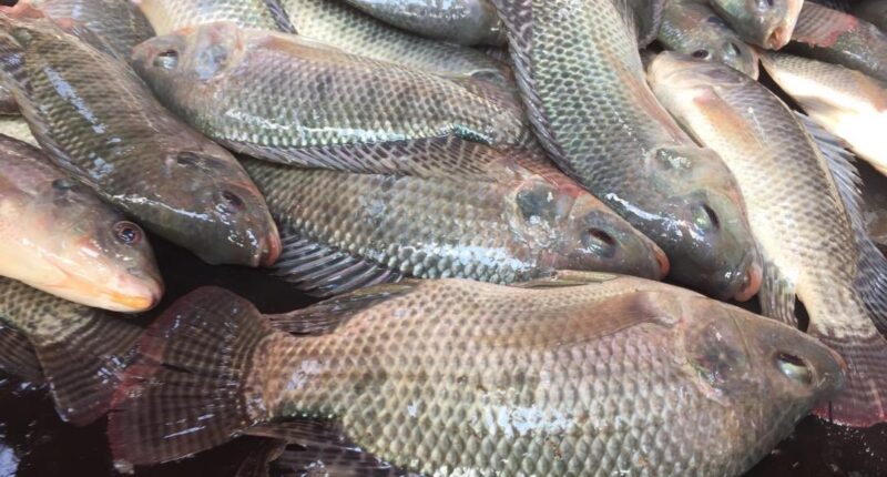Is Tilapia Good For Your Health?