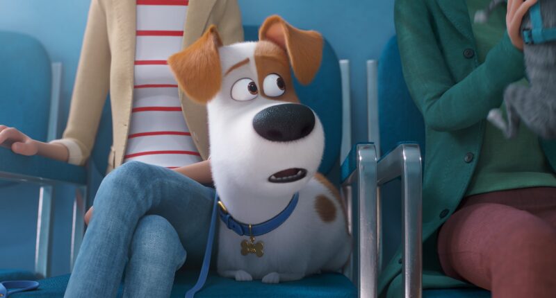 What Is The Story About The Secret Life of Pets