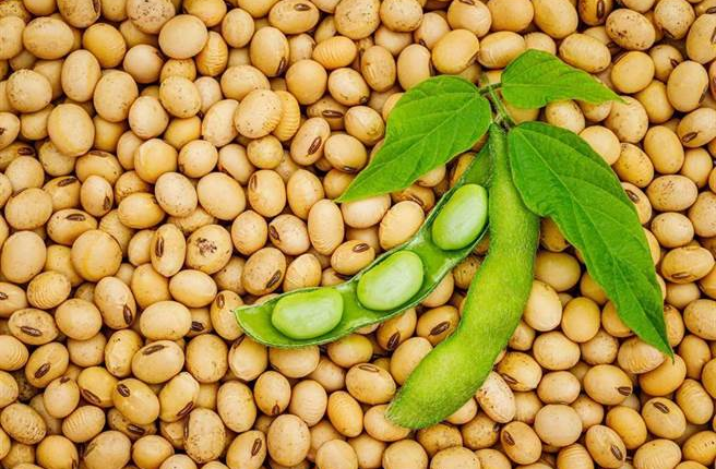 Soybeans May Help Lower Cholesterol