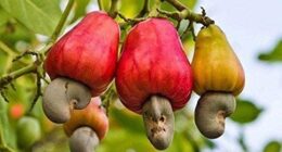 14 Health Benefits Of Cashew That Will Surprise You