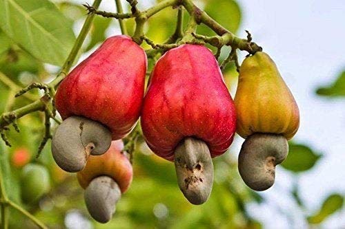 14 Health Benefits Of Cashew That Will Surprise You