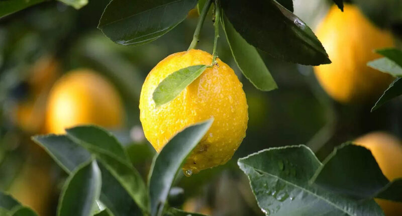 10 Amazing Health Benefits of Lemon Leaves