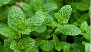 15 Amazing Health Medicinal Benefits of Scent Leaf