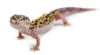 10 Reasons Why You Should Kill Geckos in Your House