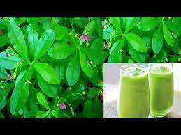 10 Amazing Health Benefits of Water Leaf That Will Surprise You