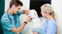 Linking Pet Vaccinations and Human Vaccine Hesitancy - Key Facts