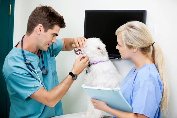 Linking Pet Vaccinations and Human Vaccine Hesitancy - Key Facts