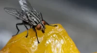 What Happens If You Eat Food With Fly Eggs On It?