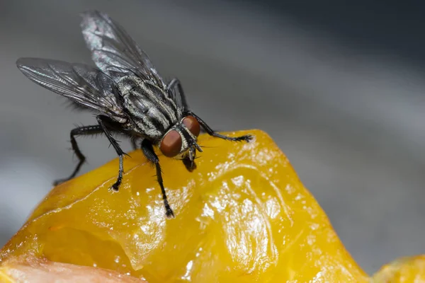 What Happens If You Eat Food With Fly Eggs On It?